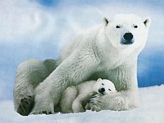 Animals - Baby Animal Pola Bear Wallpapers - 0.1 Wallpaper 800x600